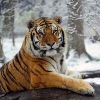 National Geo Animals (@natgeoanimal) Twitter profile photo