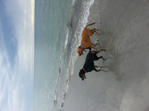 CerinShep's profile picture. 