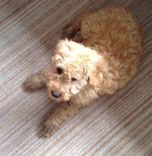 WoofWalks Professional Pet Care in Congleton.
Call to book: 07852 421987
All Tweets by Jackson, the best Labradoodle ever!
