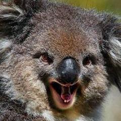 Killer Koalas from Outer Space and Lots of Other Very Bad Stuff that Will Make Your Brain Explode!