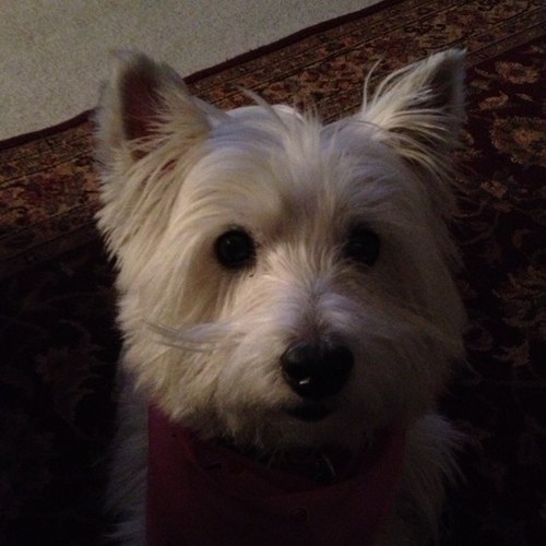 sparklemor's profile picture. 