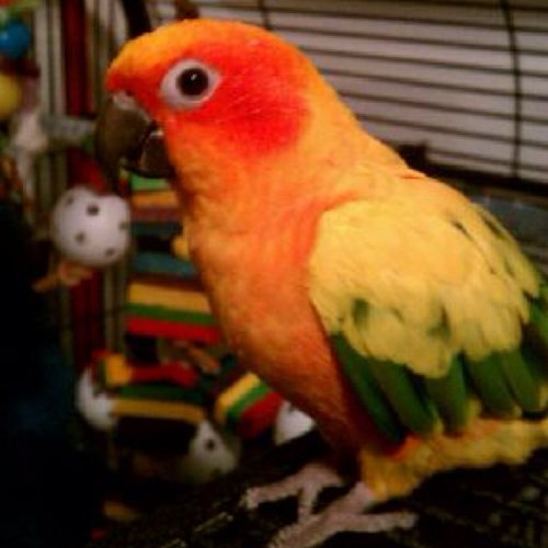 Follow me gotta love my birdz and #birdprobz