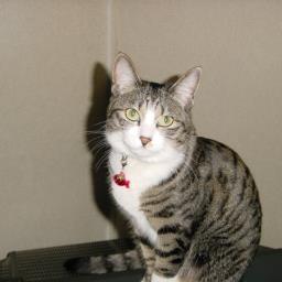 satoshin9's profile picture. FF14ラムウ鯖でRyo Saebaという名前でメイン白で活動中/モンハンワイル/エルデンリングナイトレイン/パチスロ/広島カープ/フェアレディーＺ