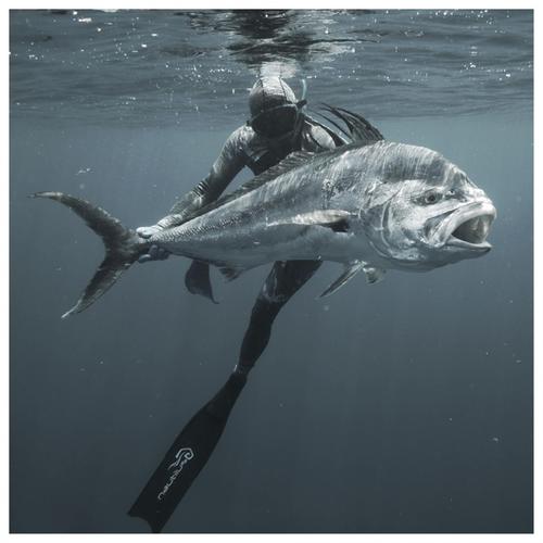 panamaspearos's profile picture. spearfishing in panama