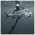 Spearfishing Panama (@panamaspearos) Twitter profile photo