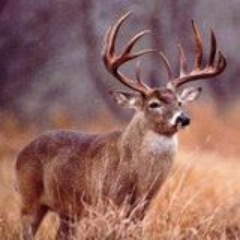 THE Hunting page on Twitter. Deer Hunting, Duck Hunting, Turkey Hunting, Small Game, Archery, you name it we love it. Join the conversation.