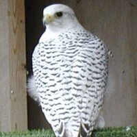 فهد المقلد (@f_almokled) 's Twitter Profile