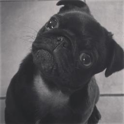 SquidgePug's profile picture. I'm Squidge. I am a black male Pug and I was born on the 23/12/12 . Hope you all enjoy my pics :))