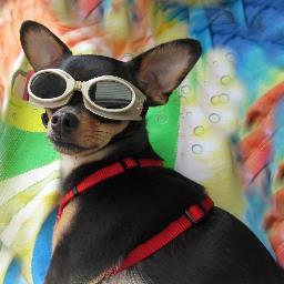 champsnotes's profile picture. Growing Beans For Retirement, One At A Time