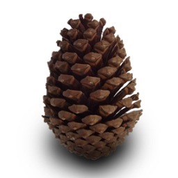 MisterPinecone's profile picture. Loves the forest floor and the summer sun. Enjoys a good hashtag game!
