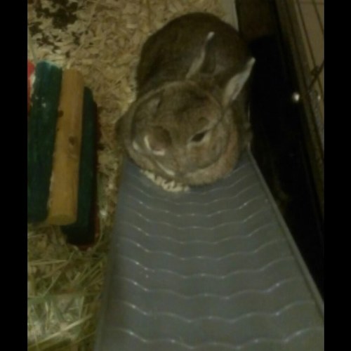 IceisPink's profile picture. 