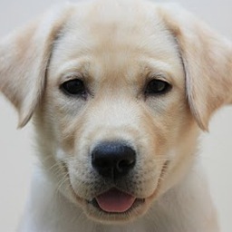 Puget Sound Chapter of Canine Companions for Independence is an exceptional group of Puppy Raisers and Graduate Handlers.