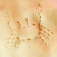 penncrabbes's profile picture. Just a couple crabbes trying to make it in this world