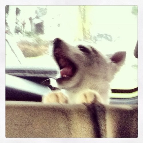 yugifernando's profile picture. No its my new Hello