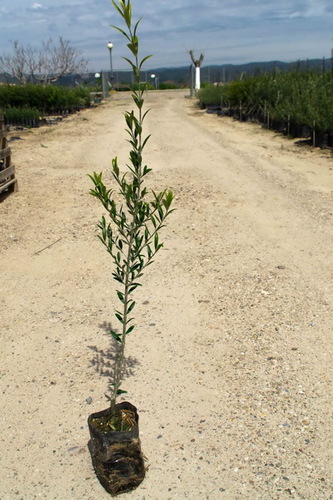 Vivero de plantones de olivo de las variedades Picual, Hojiblanca y Arbequina