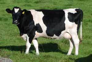 hodnaholka's profile picture. pornokrálovna českého twitteru • často používám hashtag #TweetOSexu •
jsem chytrá a hezká, odjakživa a navěky... • 18+ • účet celebrity