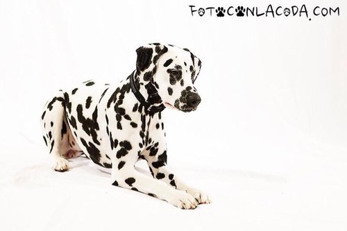 CdlLaura's profile picture. 