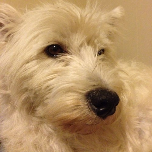 W0lv3z13's profile picture. I heart Tobuscus!!!!!!!! I'm also a smosher, dirctioner, and a christian. I love animals and stick up for my friends. ;)