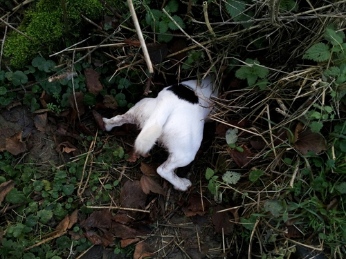 thereal_gillers's profile picture. Strength of the Bear, speed of the puma.