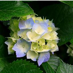 ipueiraneide's profile picture. Tim Beta