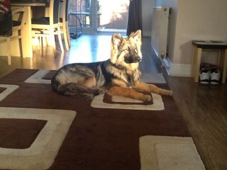 ss178ertommy's profile picture. 