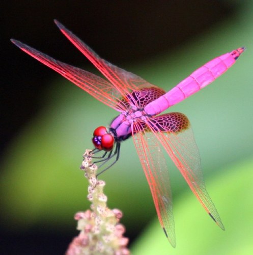 Dart2021's profile picture. 