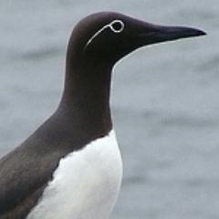 A virtual Group supporting ringing in your historic County for @__COO. Conserving species and their habitat through scientific study.