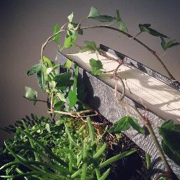 ThinkCircular's profile picture. Jesper Olsson, studying Graphic Design @berghs & tweeting for a Circular Economy.