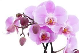 Flowers BY Miriam Oremans te Waalwijk. Online bloemist, bloemstukken, boeketten, planten, bruidswerk en rouwwerk. interieurbeplanting, kunstbloemen