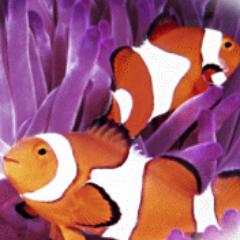 ReefSolutions1's profile picture. We provide the best aquarium cleaning and maintenance service in Las Vegas. Like us at https://t.co/yeQyxuiieY or at https://t.co/NCyYZjak1N
