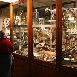 Victorian style museum display cases for curators, philatelists and numismatists. constructed of fine hardwoods, glass and brass. turned hardwood display bases.