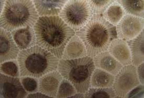 I can find, cut and polish petoskey stones into beautiful tiles for excellent interior design.