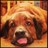 Jake_the_Rescue's profile image