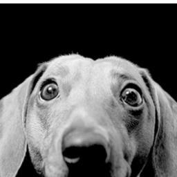 LarissaTimBeta's profile picture. 