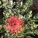 Ann Forte, DC - @drannforte - Twitter