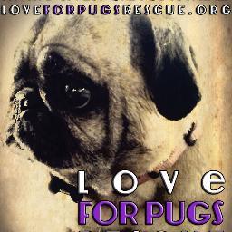LoveForPugsResq's profile picture. 