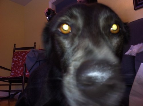 i'm a dog!