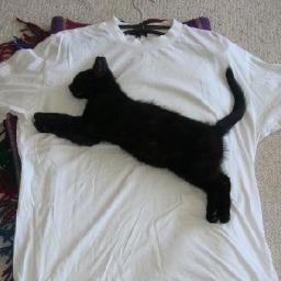 Androidユーザーです。
あと大好きな黒猫を飼ってるので猫とか、酒とか、情報交換お願いします。