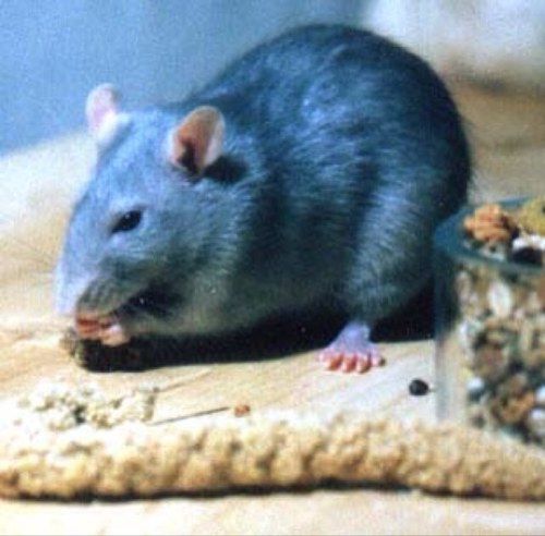 rattilia's profile picture. Love the beauty of old buildings, black, nature, life and all kind of old and dark things...