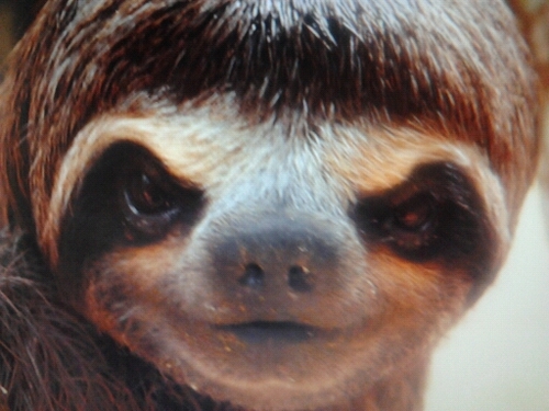 lovewasintheair's profile picture. Mi sueño es ser TwitStar