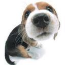 Candy Little - @Candylittle1D - Twitter