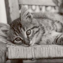 LenaAmarie's profile picture. 