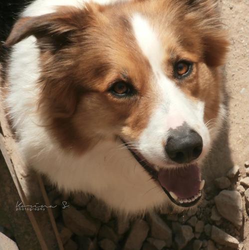 3 yhr old female border collie,I'm surprised that I found on the street,a skinny, hungry, disheveled.But now she is okay,in safe hands..(: