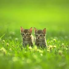 （主に猫がつぶやいています。）猫のことについてなんでもつぶやいていきますニャ。猫の行動、気持ち、生活、おもしろ猫語録まで、猫好きの皆様へシェアしますニャ☆