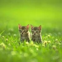 猫日和～ねこのきもち～ (@nekoyotuba) Twitter profile photo