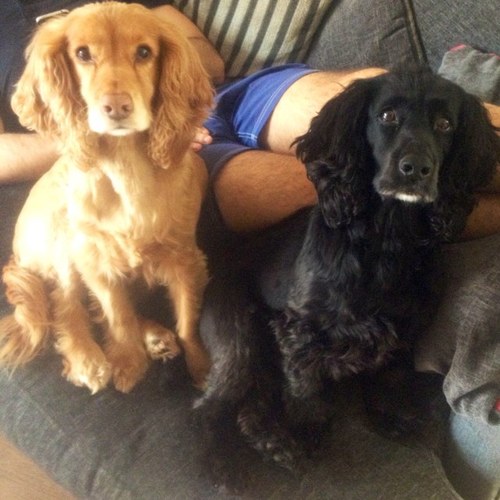 Two spaniels and a little beagle @bella_mackie.       Beautiful boy Jack went over the rainbow on 16th May 2014 at 7pm. #RIP #angel