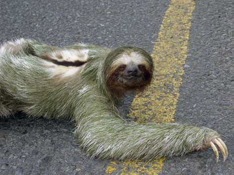 Best account 4 Sloth Lovers...now your here follow meeh. You wont regret it;)