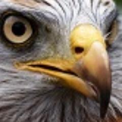RadnorshireRG Profile Picture