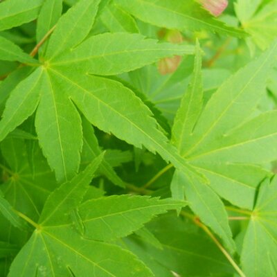 Massiro ٹوئٹر پر ゆうぜんかずら が正しいのか のうぜんかずら が正しいのか分からない ただ園芸店をのぞいたら のうぜんかずら と表記されていた あ それと少し前にupしたミニひまわりみたいな植物はルドベキアだった Massiro ٹوئٹر پر ゆうぜんかずら が正しいのか のうぜんかずら が正しいのか分からない ただ園芸店をのぞいたら のうぜんかずら と表記されていた あ それと少し前にupしたミニひまわりみたいな植物はルドベキアだった