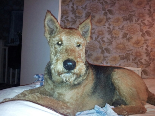 AIREDALE1952's profile picture. 